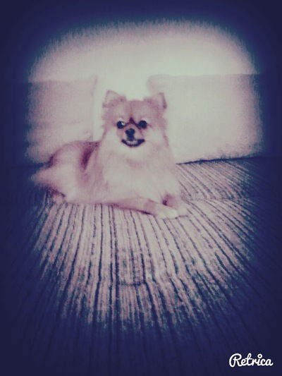 Валерия Заворотняя