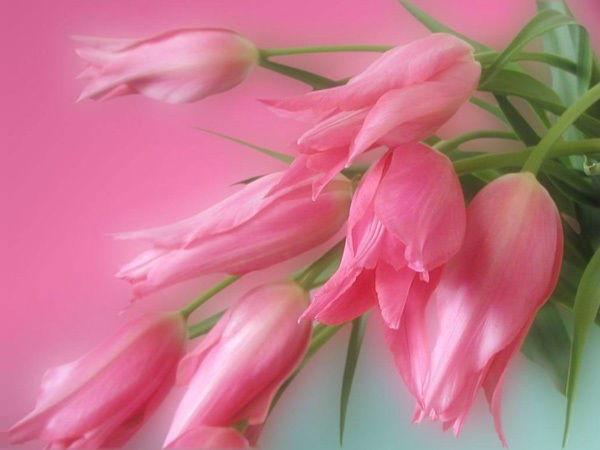 Лаура Ршауова