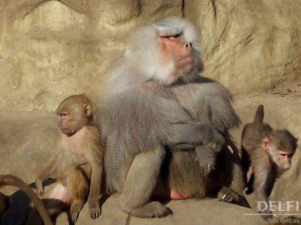 Nikki Сорокун