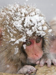 Татьяна Хан