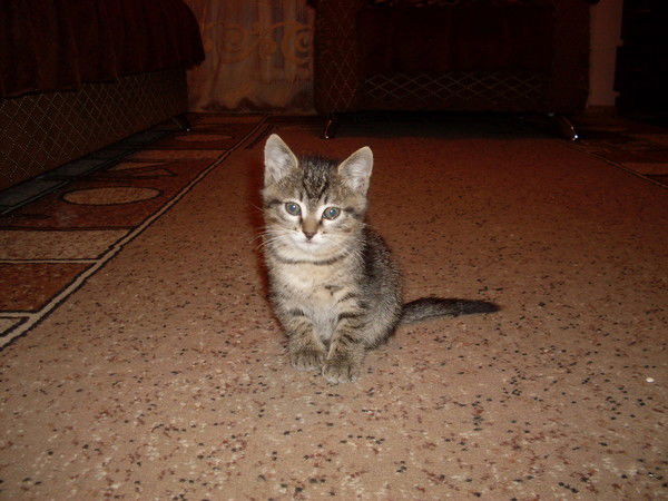 Андрей Мартешев