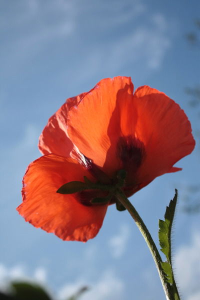 Ионова Оксана