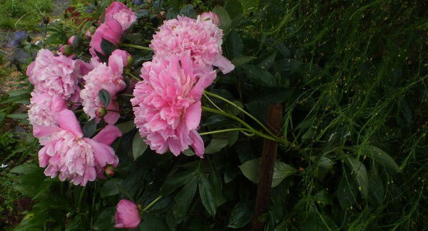 Светлана Карпуненко