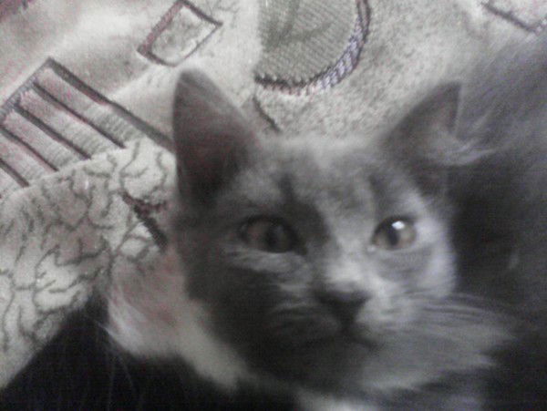 Виктор Щеглаков