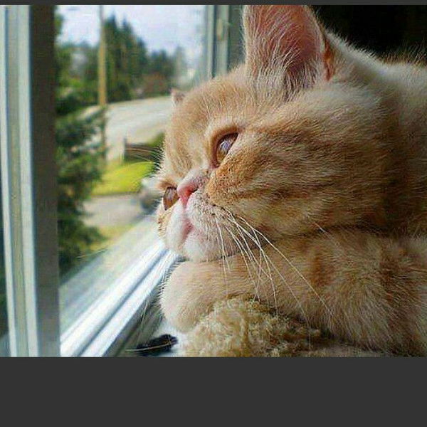 Ленусик Бубусик