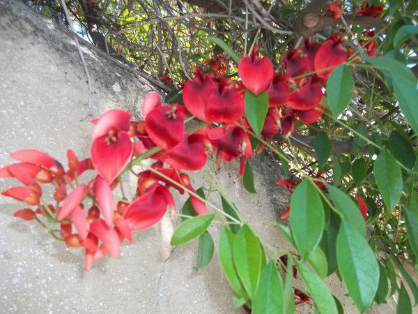 Елена Манчини