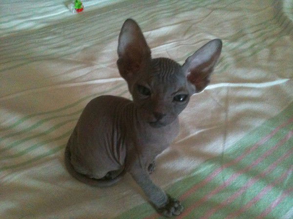 Ирина Асанова