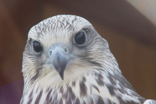 Anastasia Fabrichnova