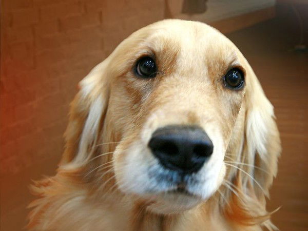 Михаил Патин