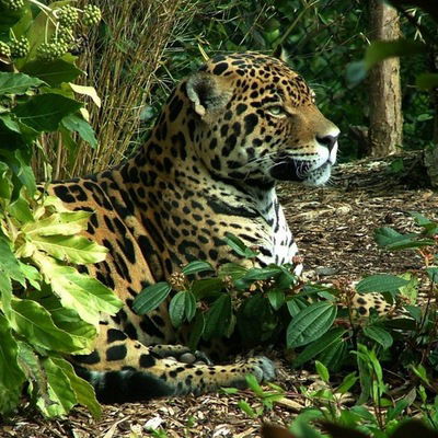 Сергей Курочкин