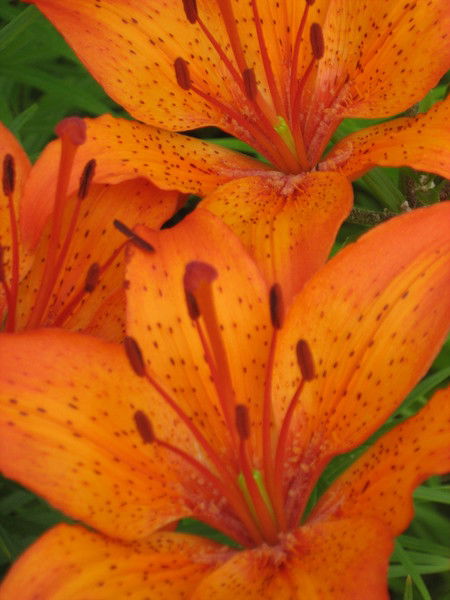 Галина Торохова