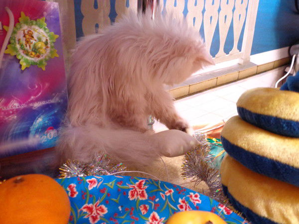 Кристина Бульба