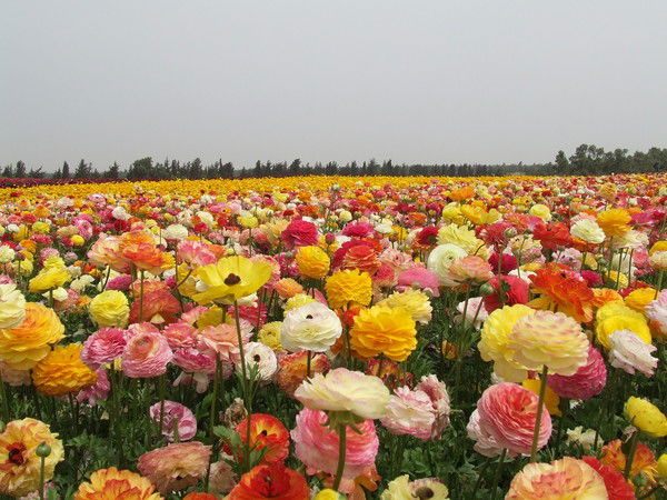 Мария Горбатовская