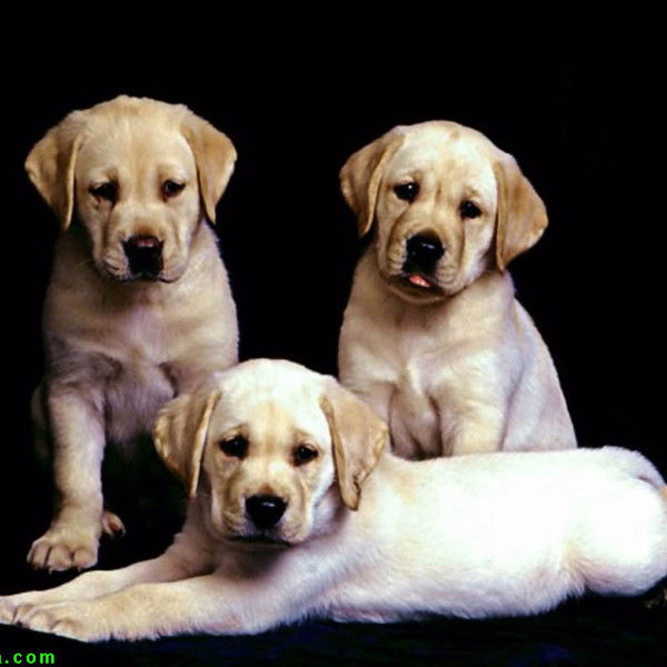 Слава Носков