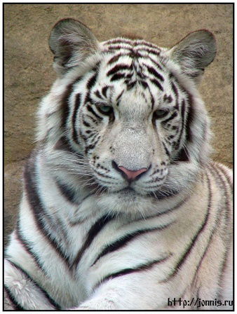 Геннадий Бредихин