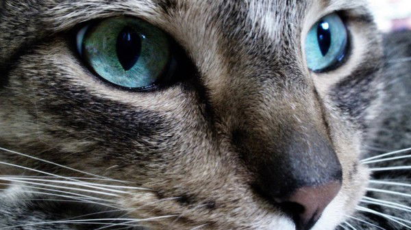 Семён Головнин