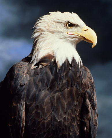 Каирбеков Димаш