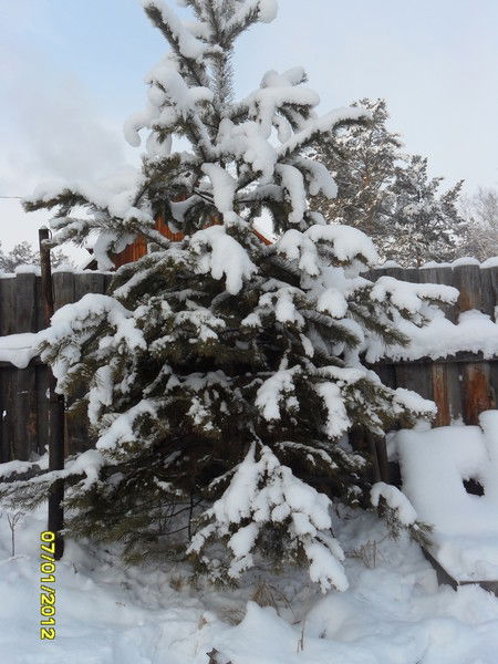 Елена Ростовцева