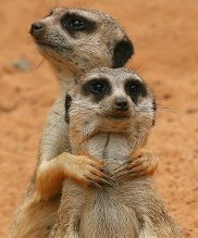 Дмитрий Савкин