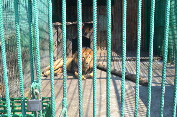 Руслан Галиев