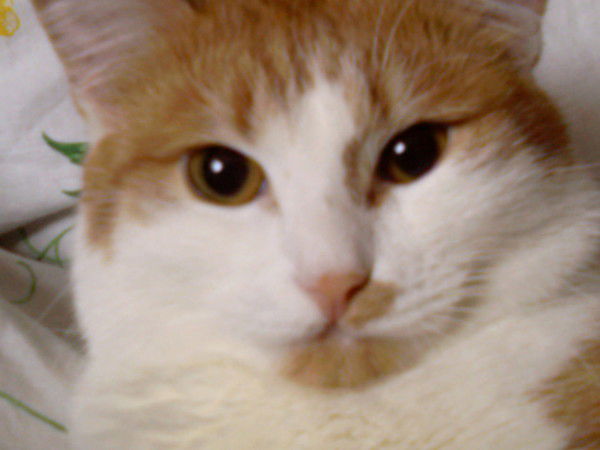 Алексей Блохин