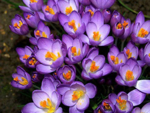 Галина Альмяшова