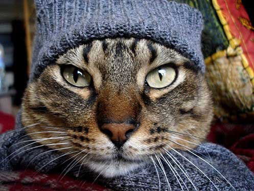 Андрей Волков