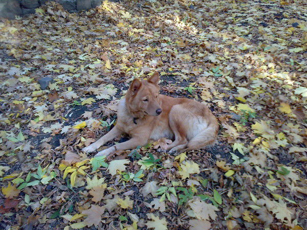 Александра Минаева