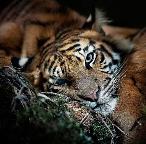 Наталия Бойко (Передерей)