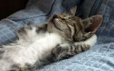 Trooper6595 Петров