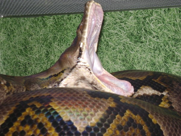 Павел Никулин