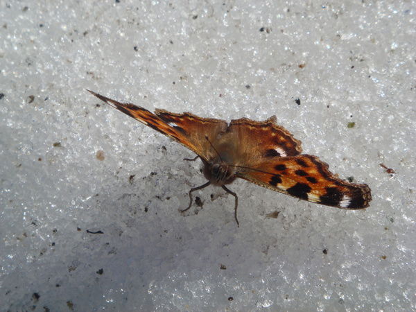 Наташа Ботт