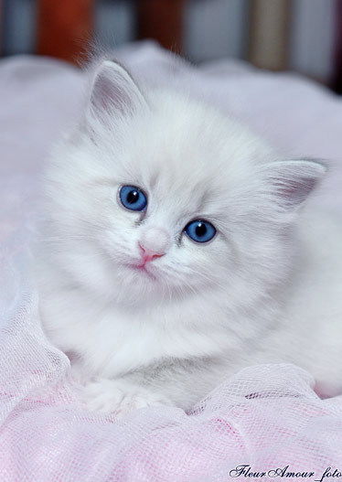 Ольга Карамелька Заборина