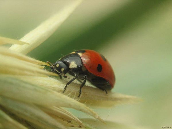 Помощница Маленькая