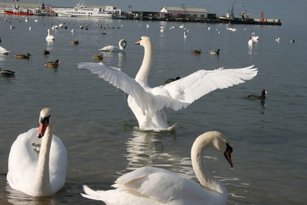 Жаннат Алимбаева