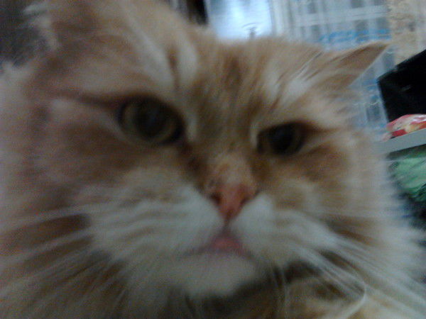 Денис Кораблев