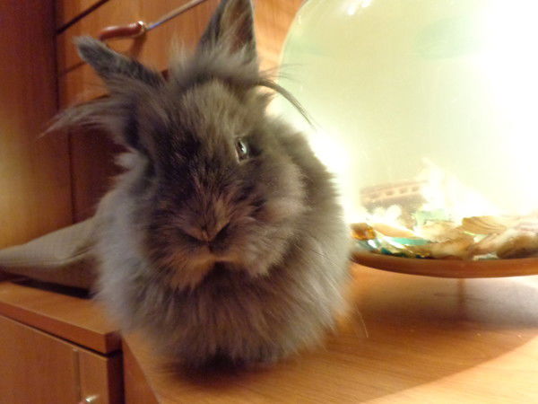 Светлана Салиева