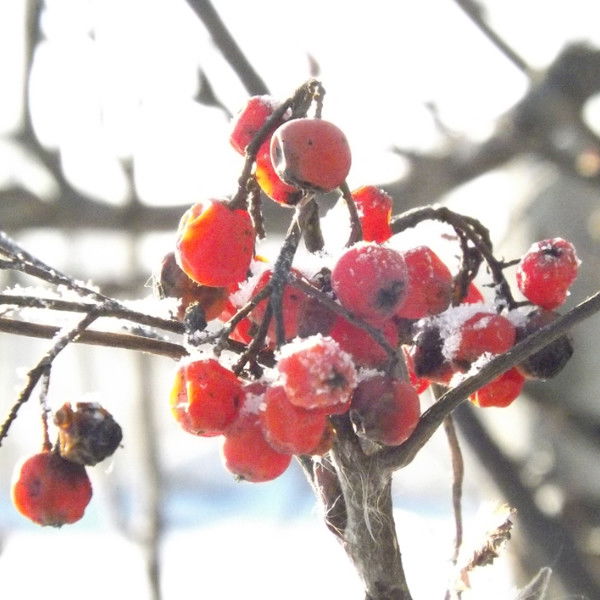 Катя Мюллер