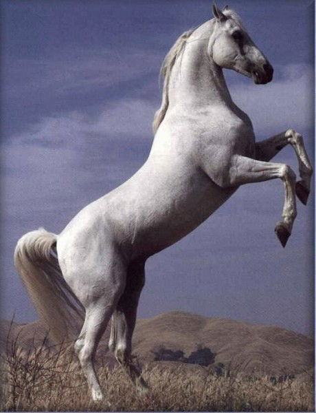 Марко Галибабин