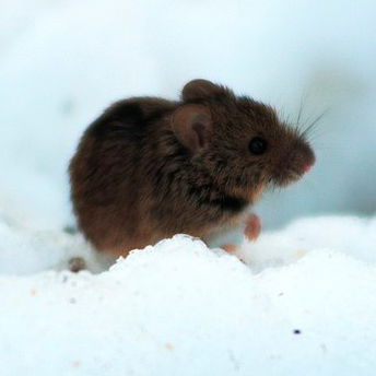 Ирина Кравченко