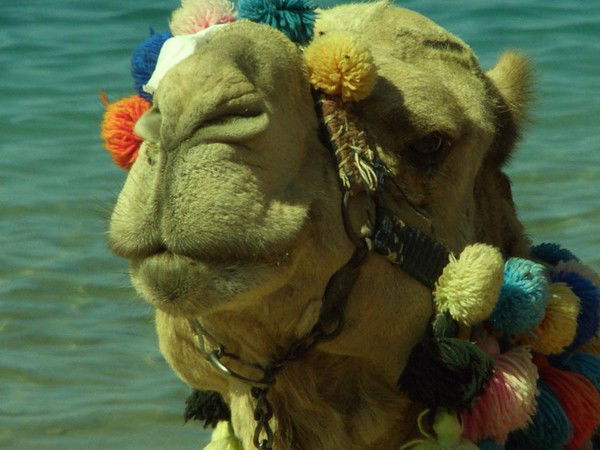 Шолпан Разбекова