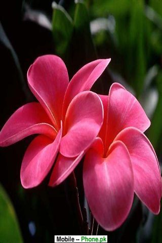 Роза Нечаева