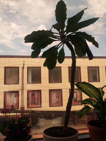 Елена Гасаналиева