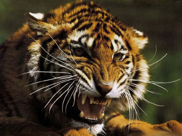 Елена Кудряшова