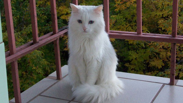 Илья Карпушкин