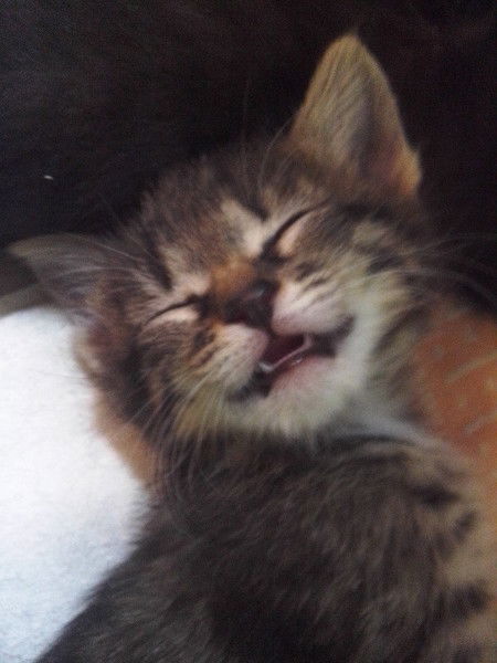 Игорь Солодовник