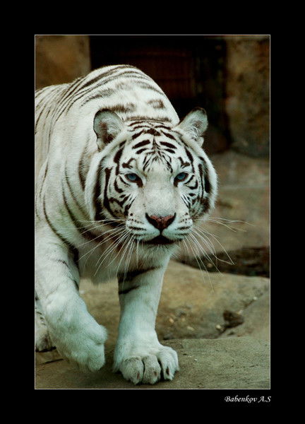 Станислав Иванов