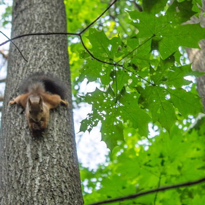 Эльвира Албегова