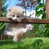 Анжела Наумова