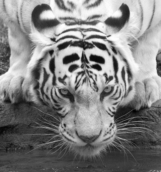 Серёга Тигр